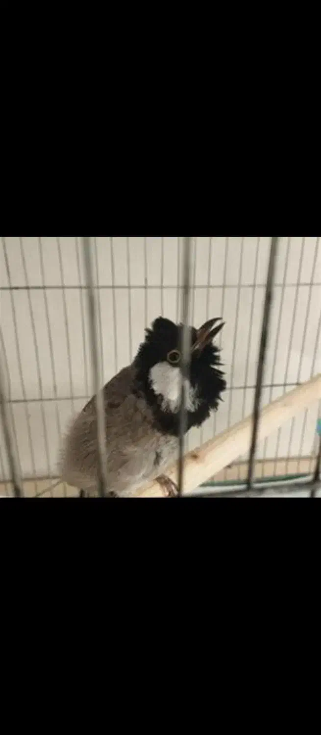 اسباب بازی مجسمه پرنده|اسباببازی|تویسرکان, |دیوار