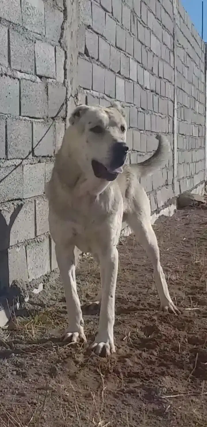 واگذاری سگ سرابی|سگ|سراب, |دیوار