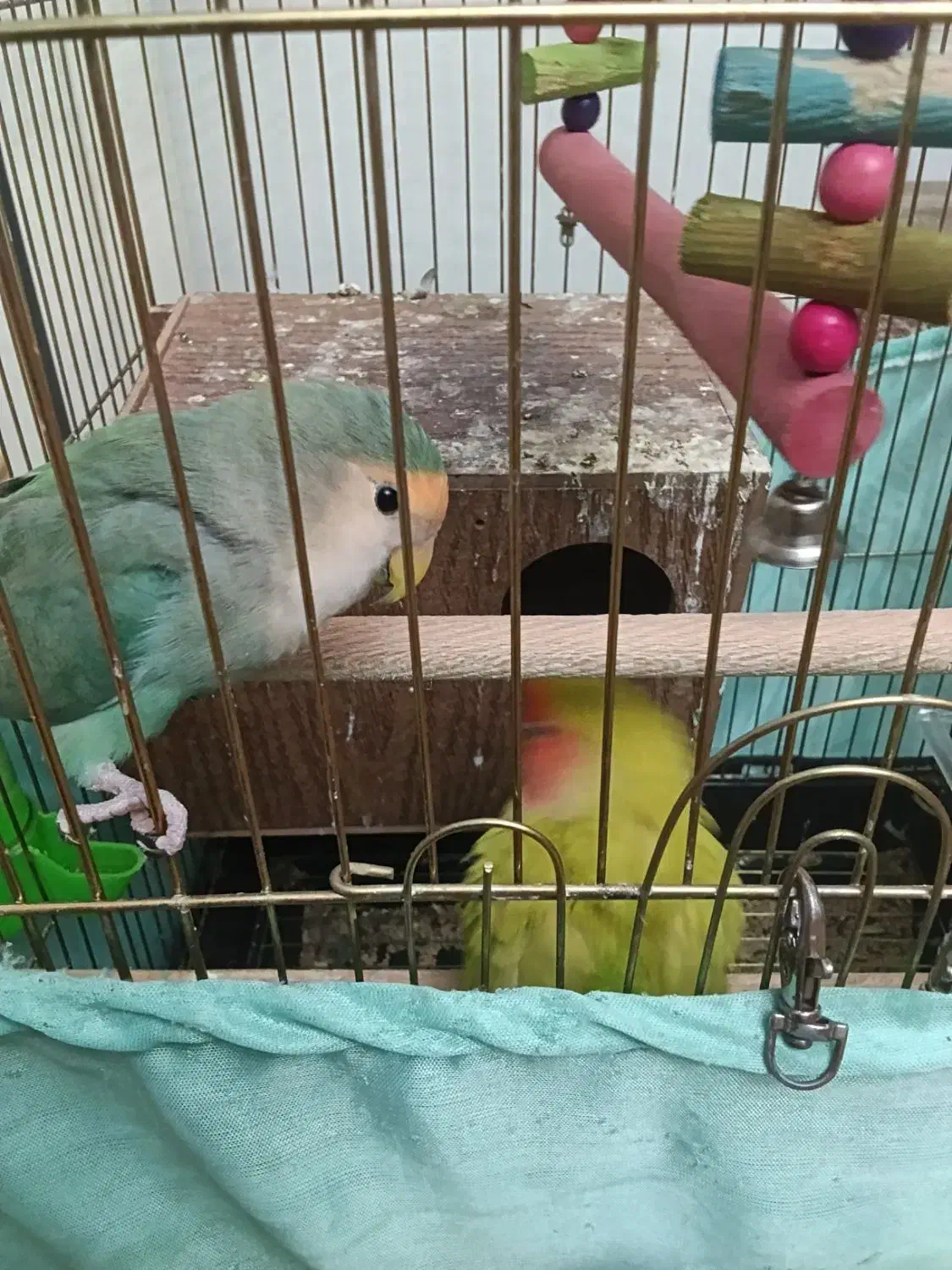 طوطی برزیلی ولد|پرنده|تهران, نیروی دریایی|دیوار