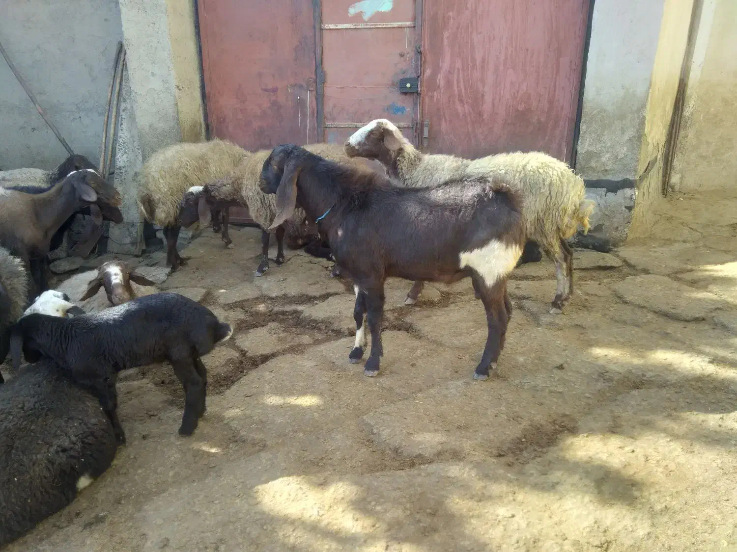 حیوانات|حیوانات مزرعه|تویسرکان, |دیوار