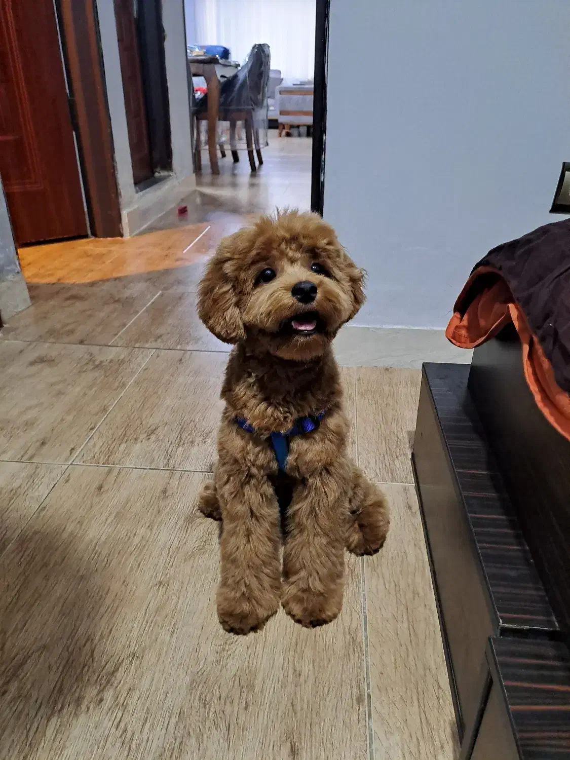 واگذاری سگ پودل-تریر(میکس)|سگ|رشت, دیلمان|دیوار