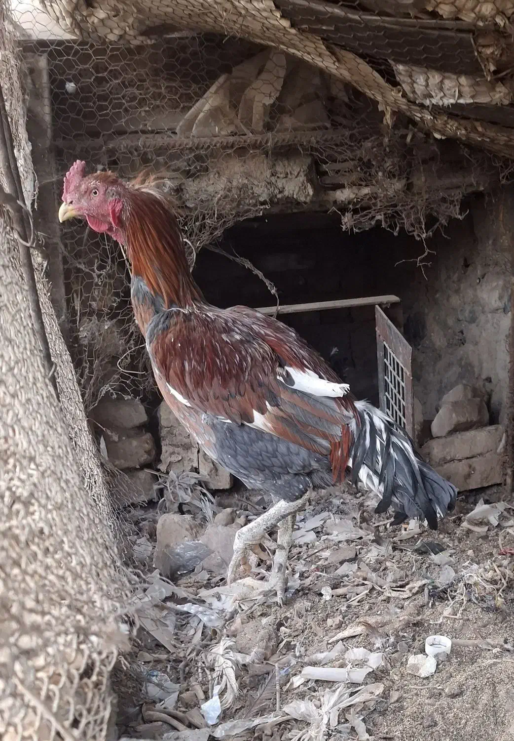 خروس لاری|حیوانات مزرعه|زرند, |دیوار