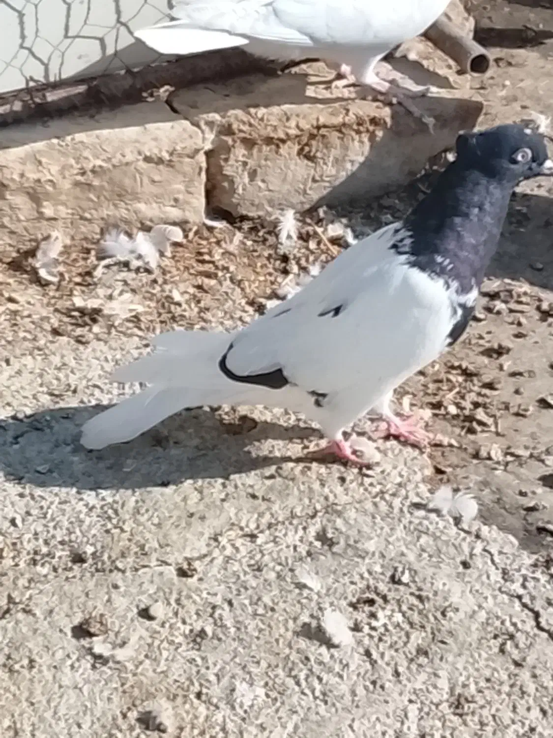 کله سیاه|پرنده|شیروان (خراسان), |دیوار