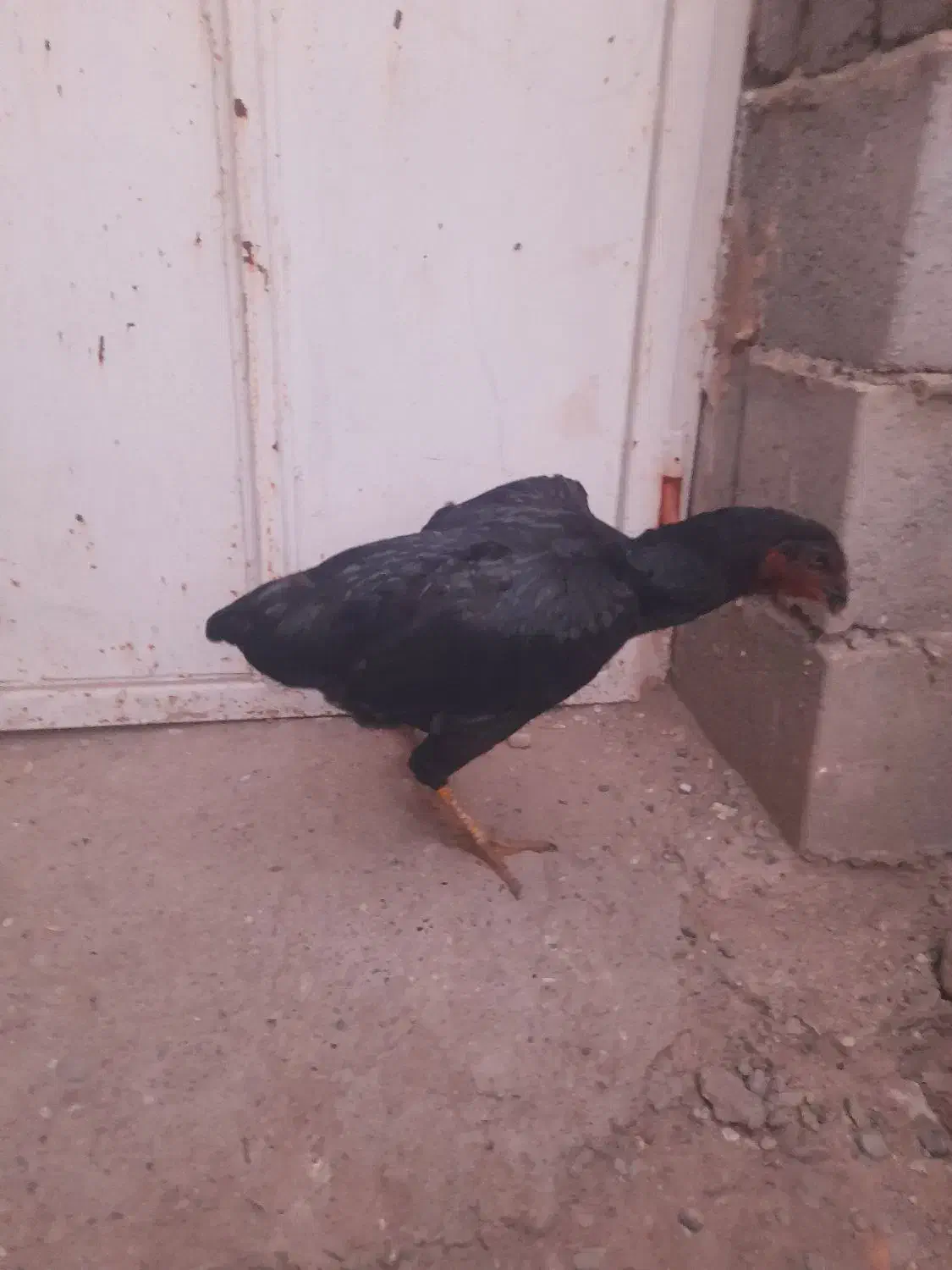 مرغ|حیوانات مزرعه|میناب, |دیوار