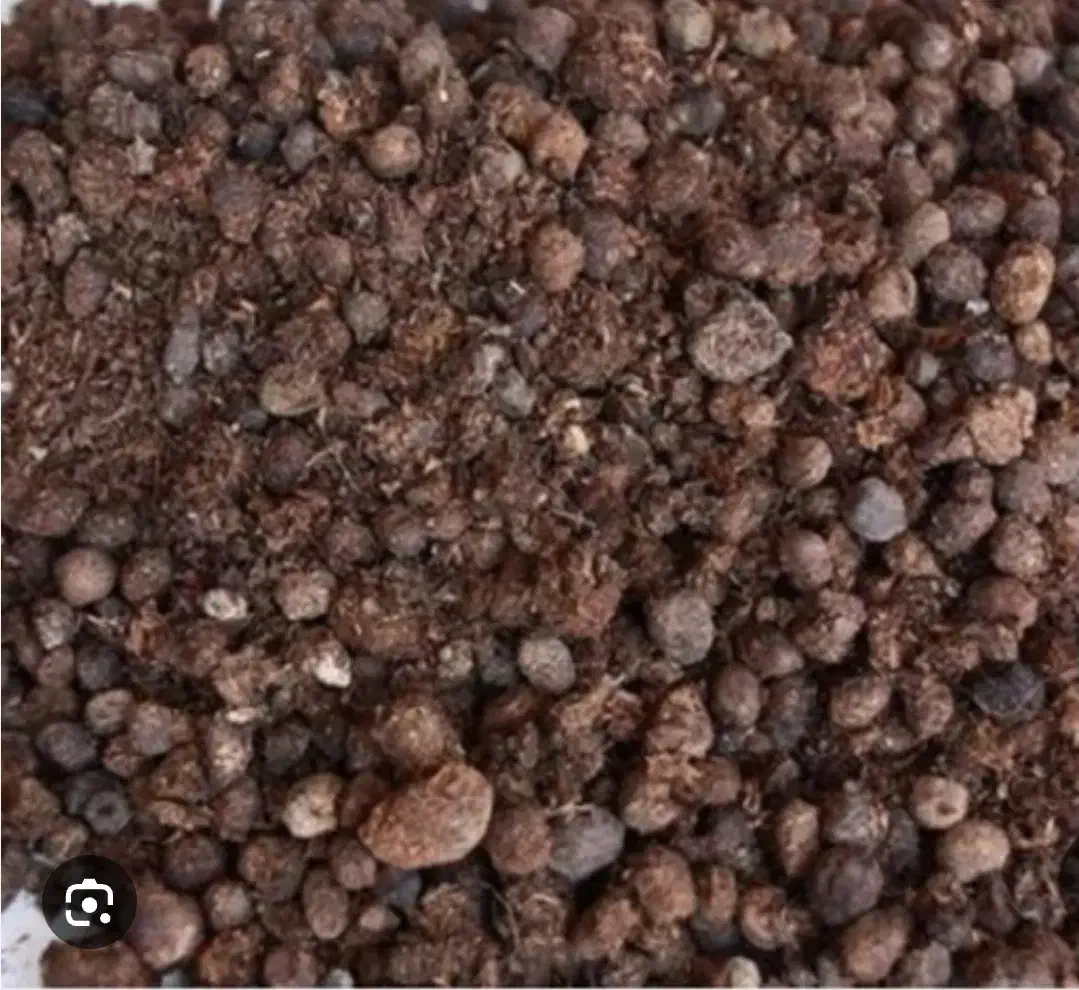 کود حیوانی گوسفند|خدمات باغبانی و درختکاری|بردسیر, |دیوار