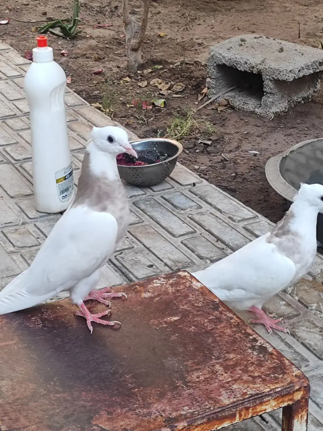 قروش کبوتر طوقی شازده ای درجه یک|پرنده|زرین دشت (فارس), |دیوار