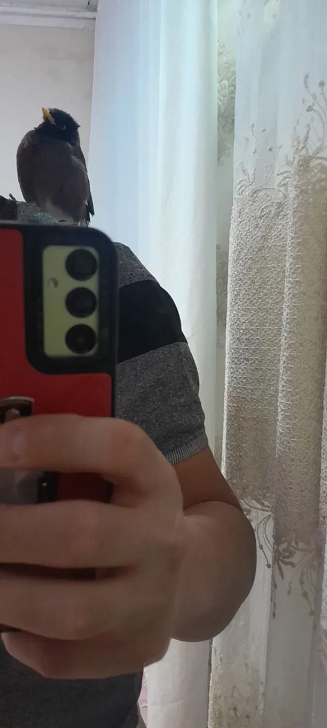 مرغ مینا چشم ستاره ای نر|پرنده|فسا, |دیوار