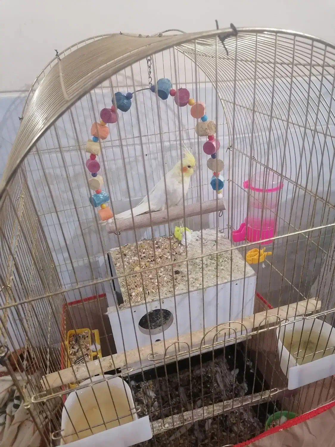 عروس هلندی|پرنده|کرمان, |دیوار