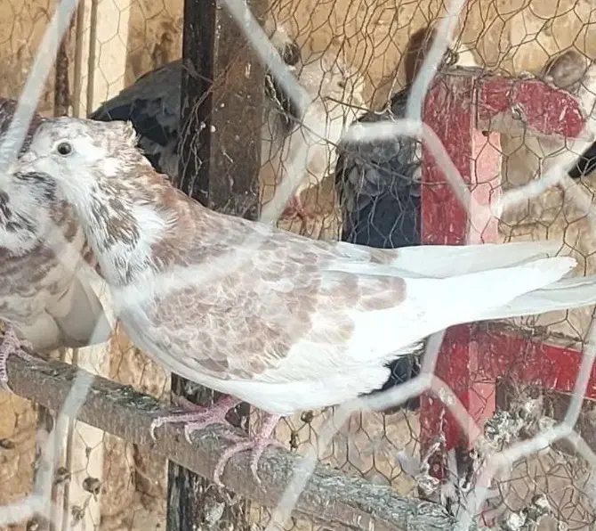 کفتر|پرنده|قم, هفت تیر|دیوار