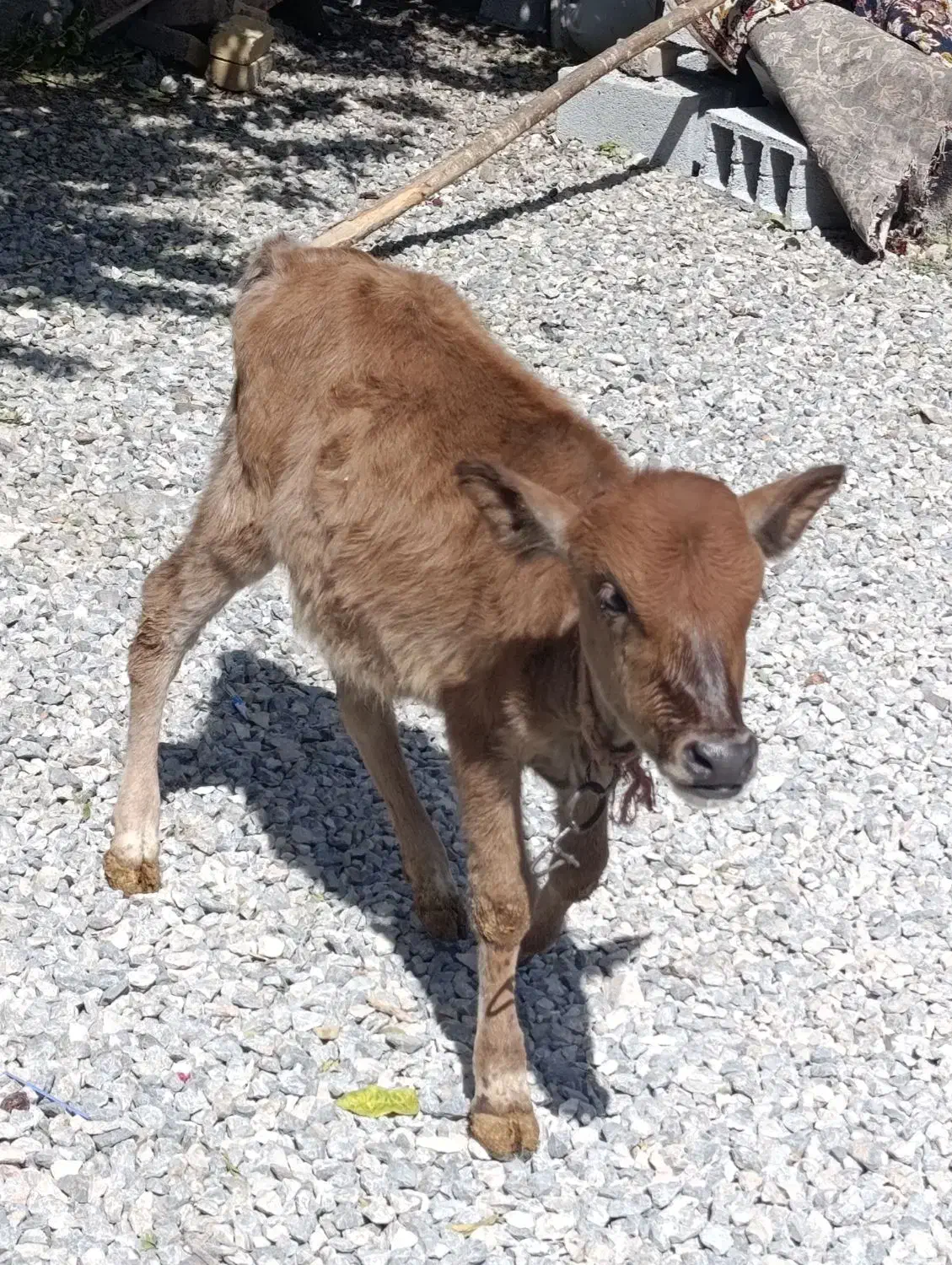 فروش گوساله به شرط سالمی|حیوانات مزرعه|خاوه, |دیوار