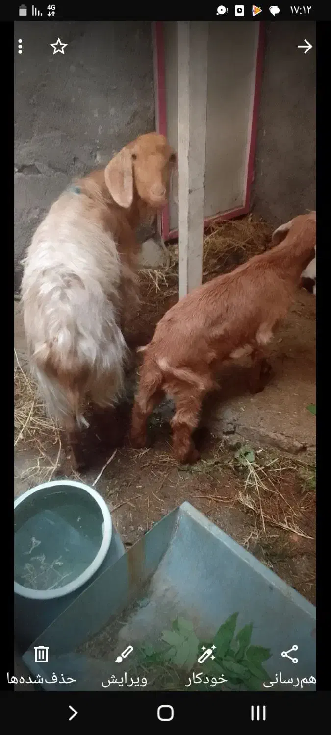 بز با  بزغاله ش فروشی|حیوانات مزرعه|مشهد, انصار|دیوار