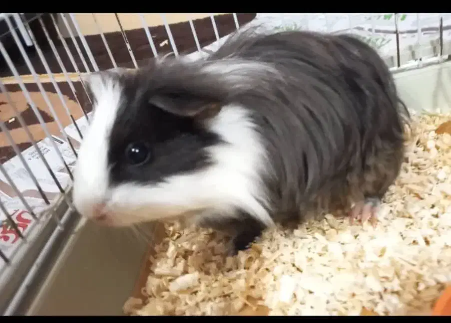 همستر، خوکچه هندی کم سن|موش و خرگوش|اهواز, آریاشهر|دیوار