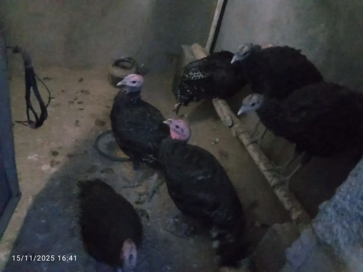 جوجه بوقلمون|حیوانات مزرعه|گلمکان, |دیوار