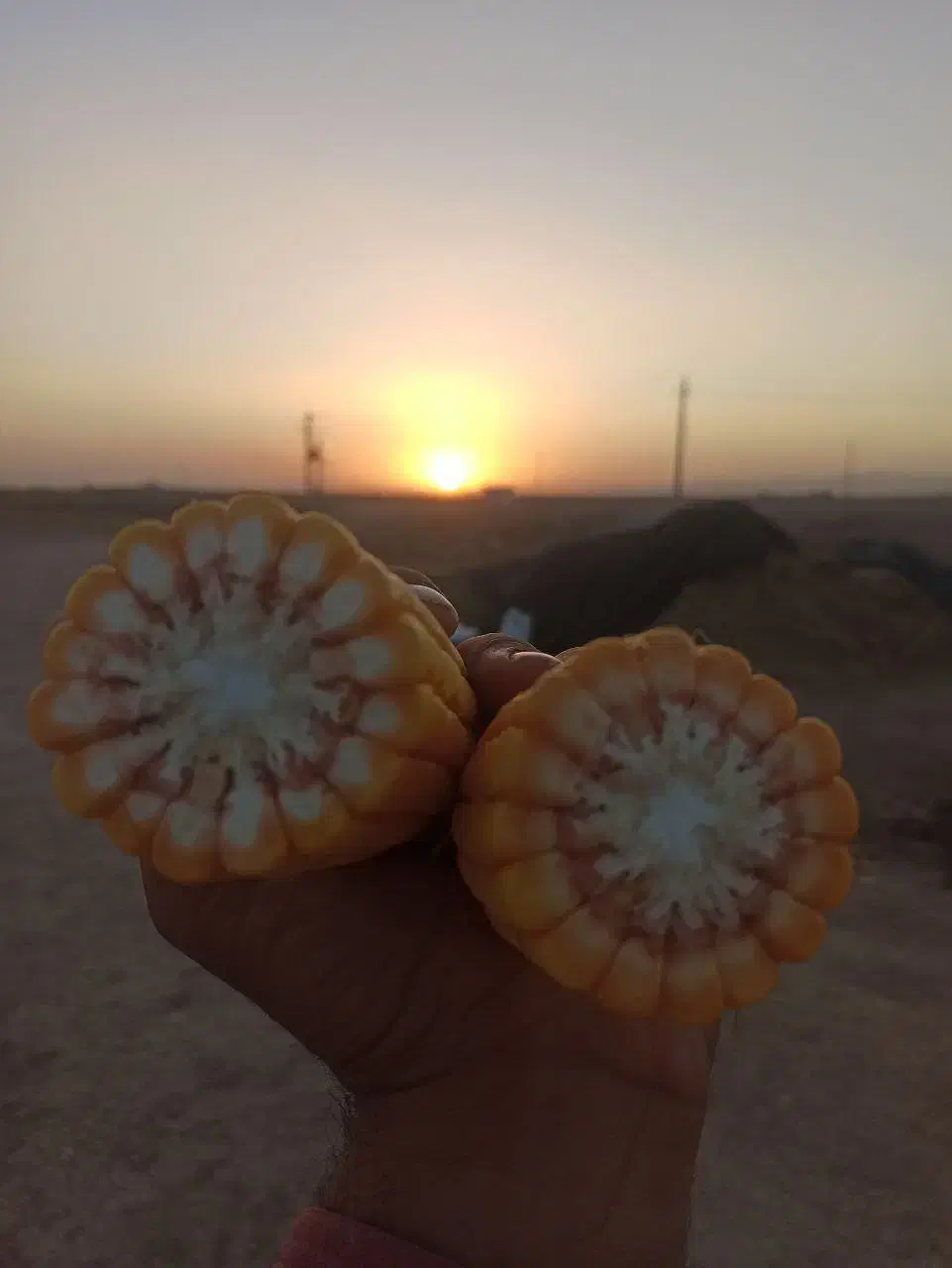 ذرت علوفه ای وخوراک دام|عمدهفروشی|دشتابی, |دیوار