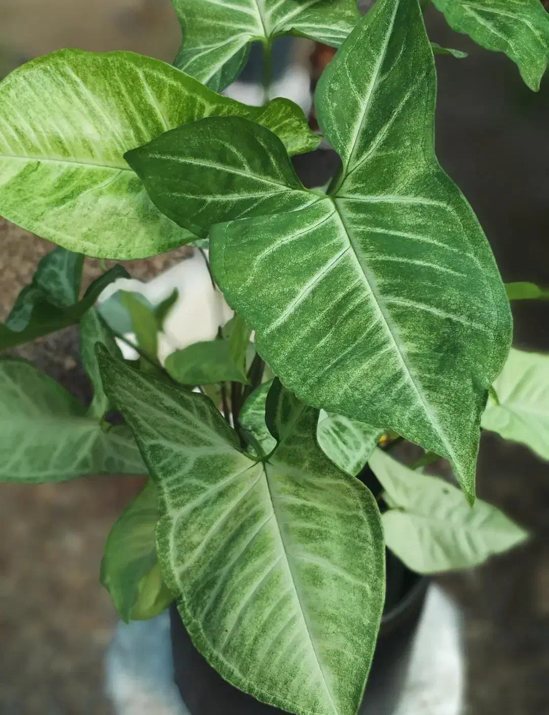 گیاه سینگونیوم سبز|گل و گیاه طبیعی|رودسر, |دیوار