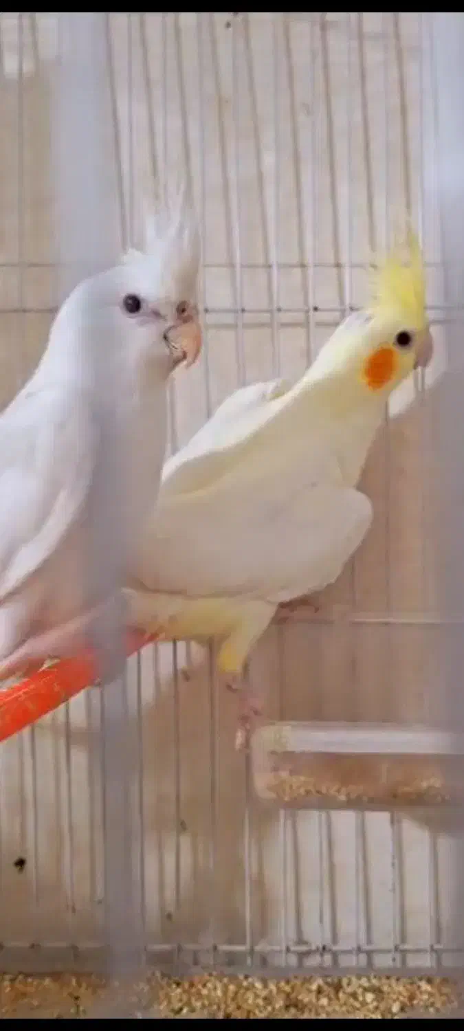 عروس هلندی حراج|پرنده|سراوان, |دیوار