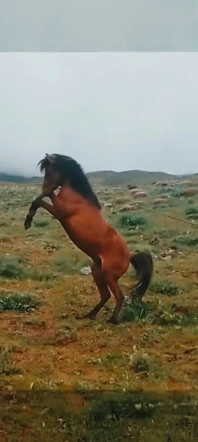 اسب|اسب و تجهیزات اسب‌سواری|تسوج, |دیوار