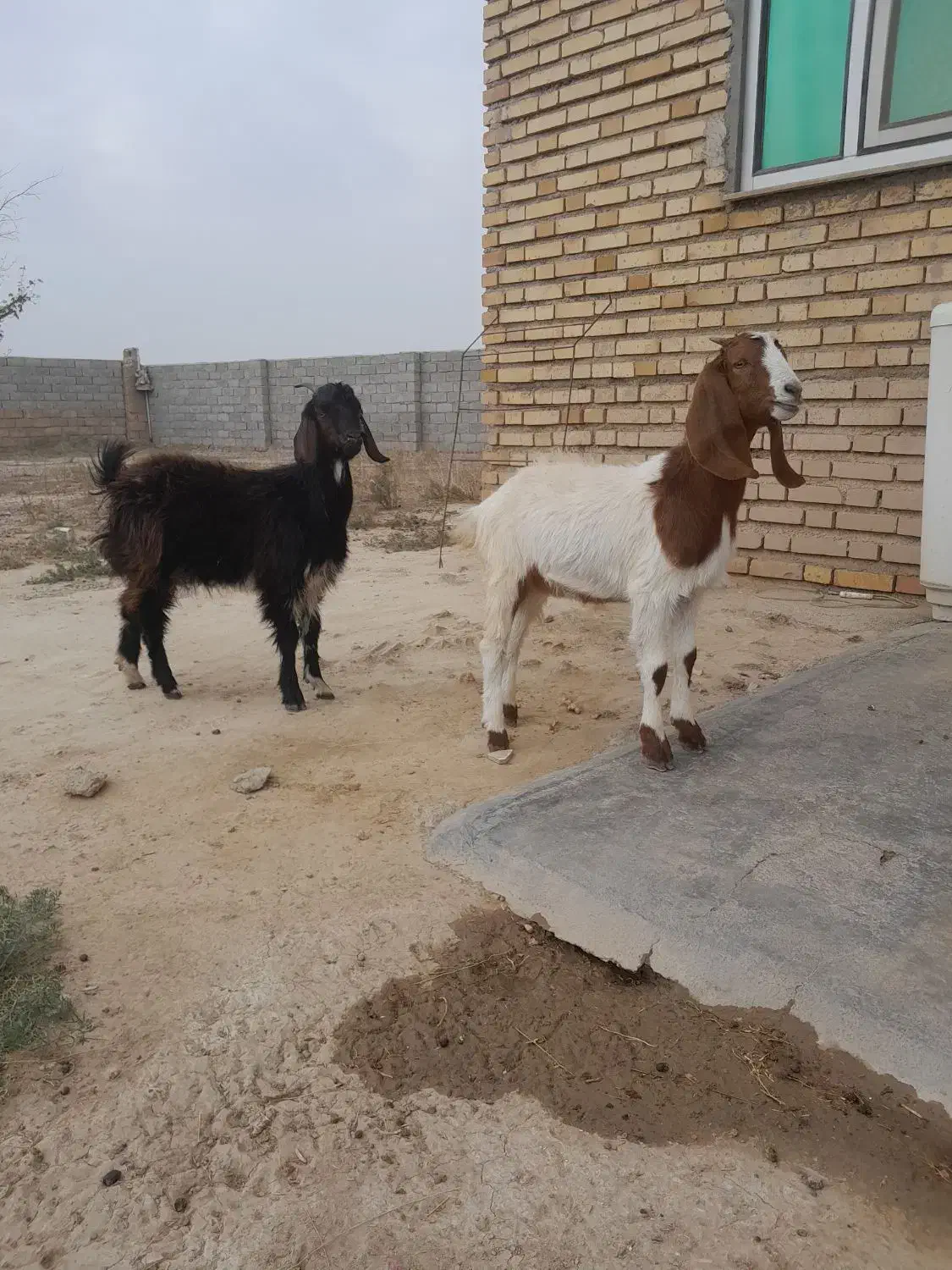 بزغاله ماده|حیوانات مزرعه|گنبد کاووس, |دیوار