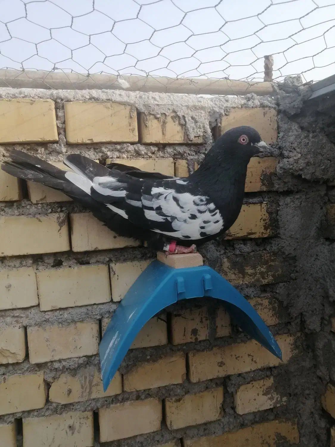 کفتر|پرنده|خرمشهر, |دیوار