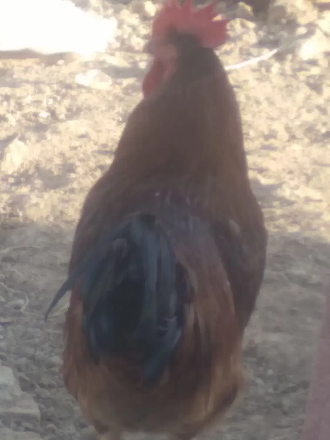 خروس جوان|حیوانات مزرعه|آبیک, |دیوار