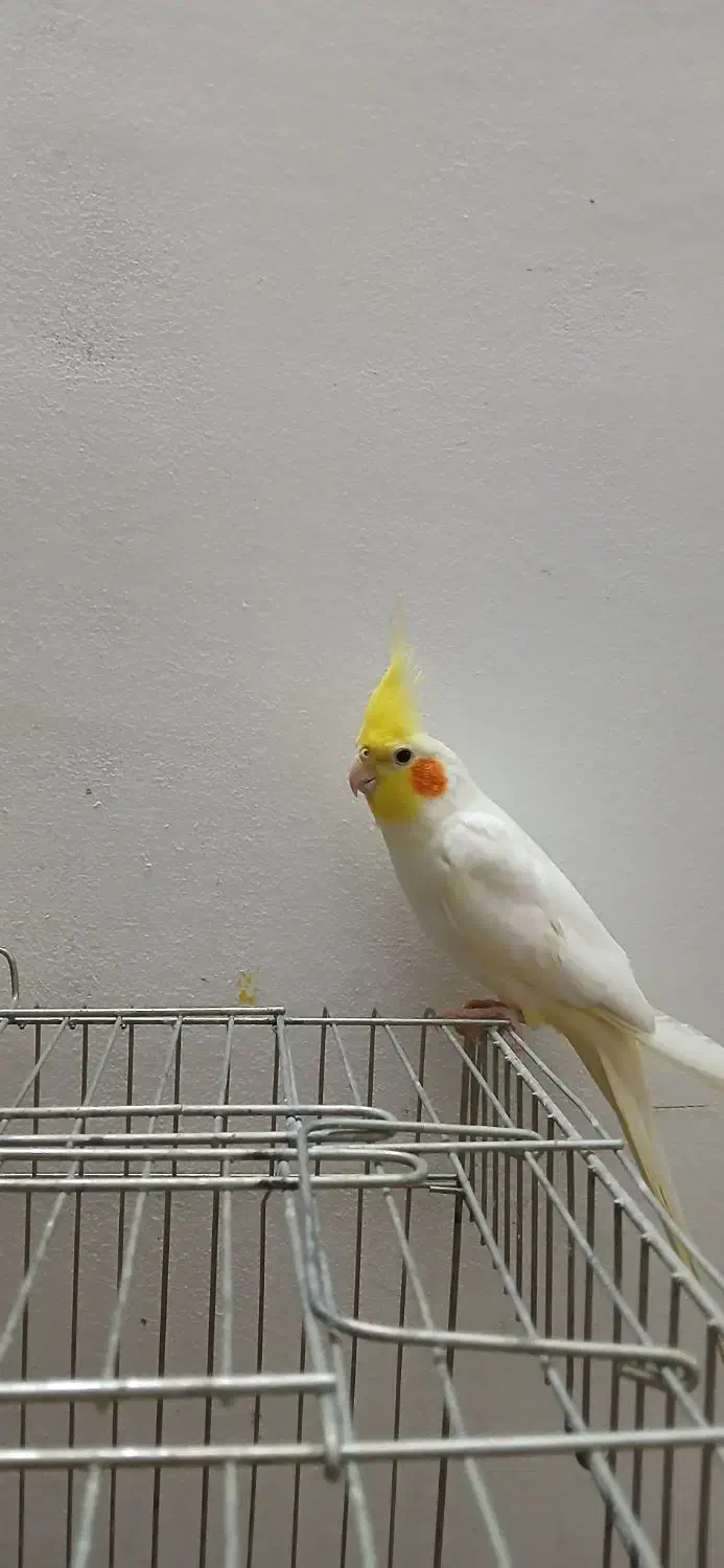 عروس هلندی خونگی یک ساله|پرنده|کوچصفهان, |دیوار