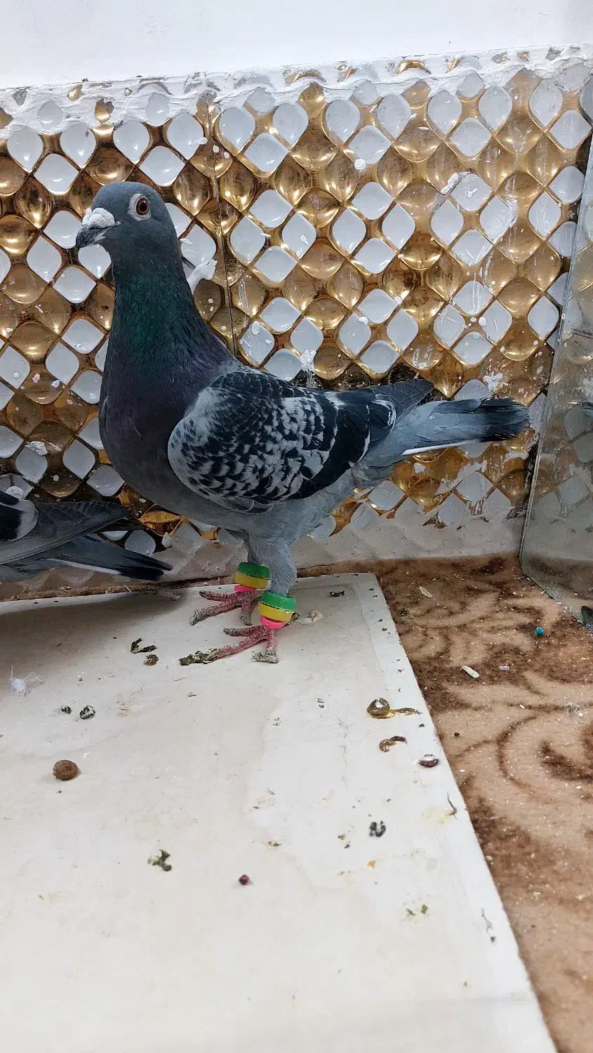 کبوترماده|پرنده|مشهد, انصار|دیوار