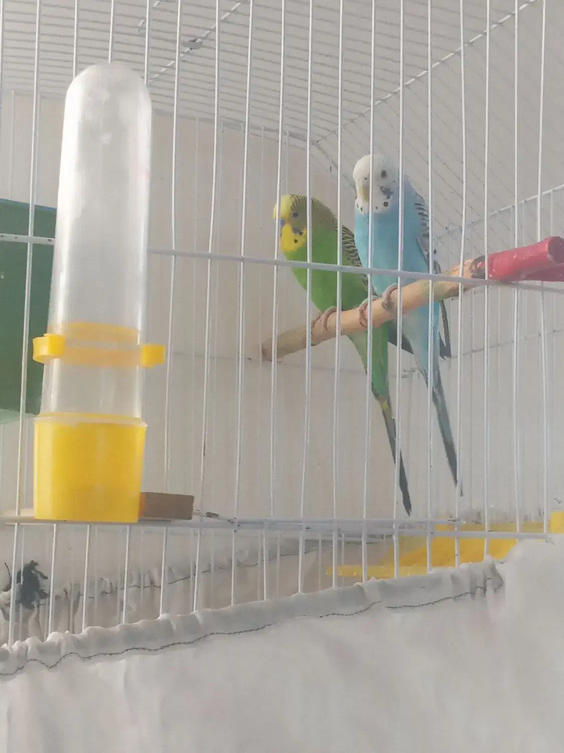 فروش مرغ عشق وفنچ|پرنده|جوانرود, |دیوار