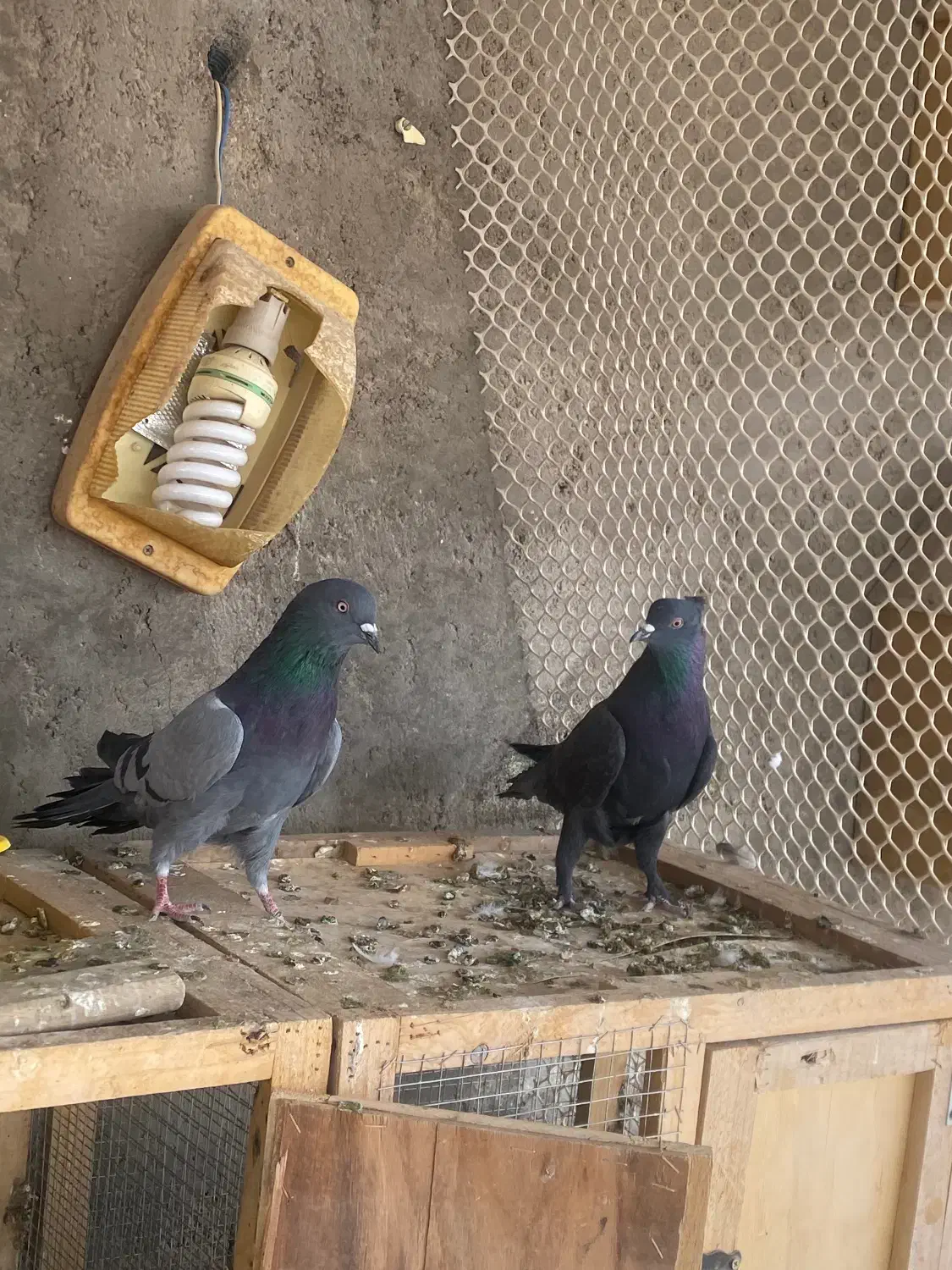 نر اصفهانی|پرنده|برخوار, |دیوار