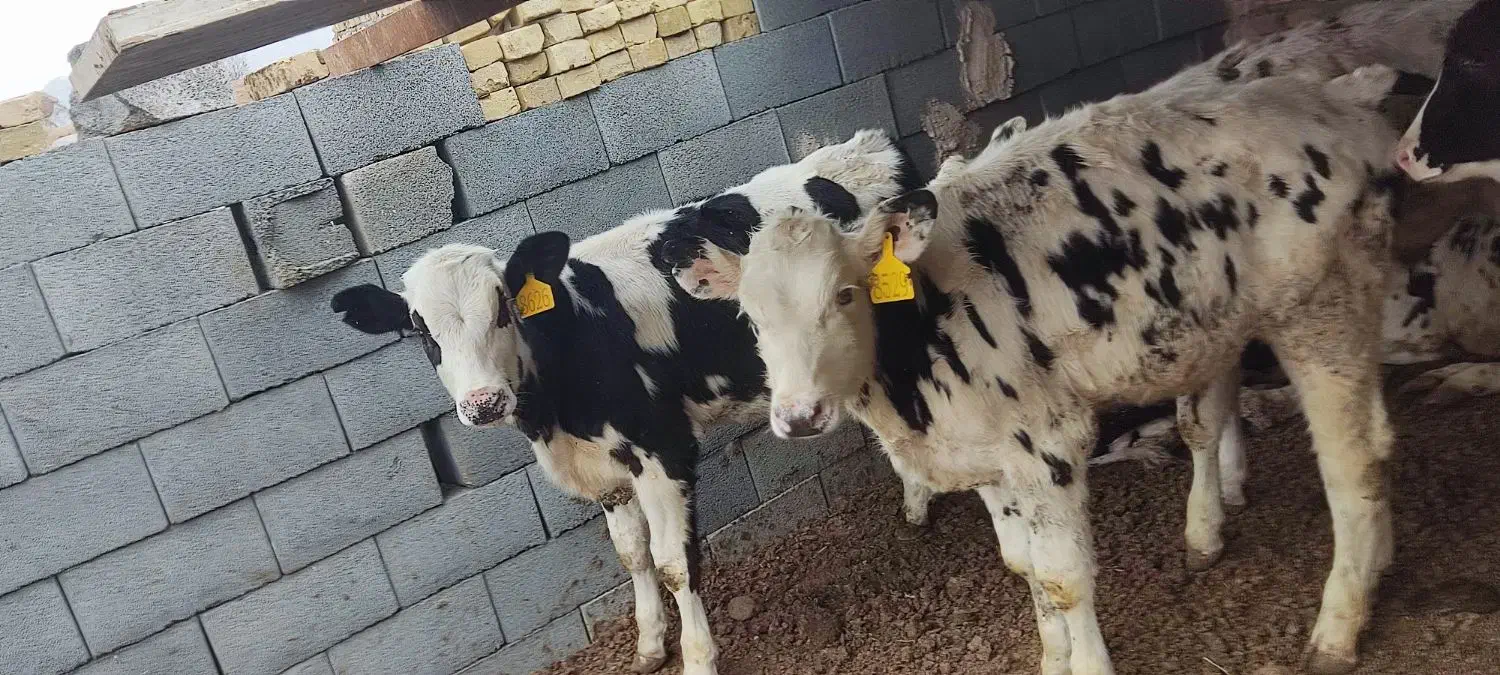 گوساله نر|حیوانات مزرعه|یزد, |دیوار