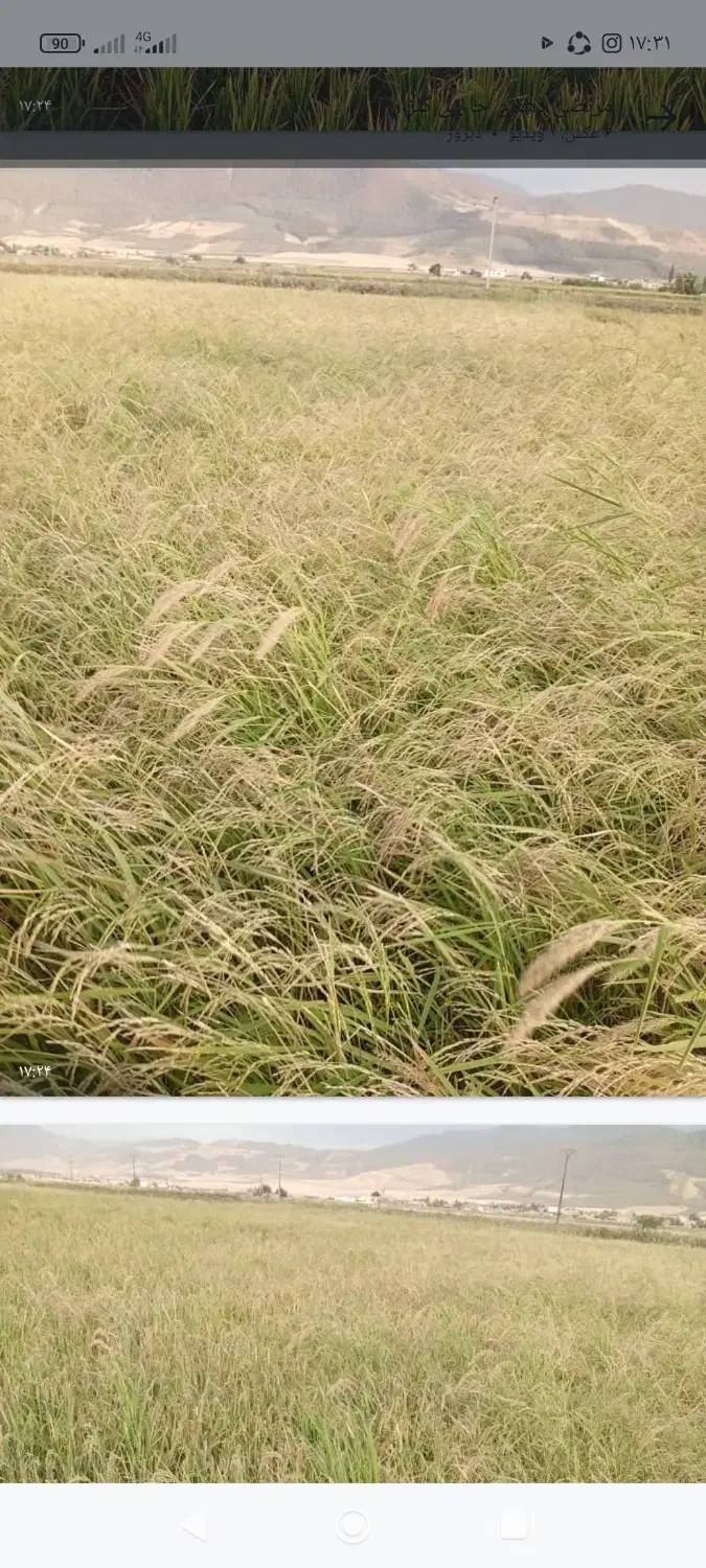 زمین کشاورزی|فروش زمین و ملک کلنگی|مینودشت, |دیوار