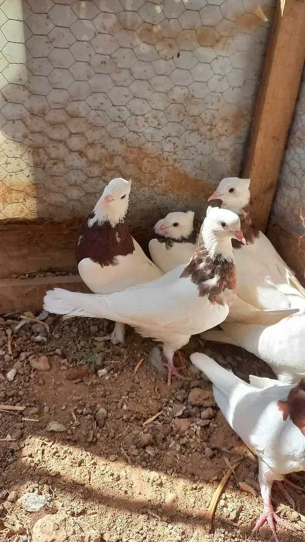 کبوترطوقی|پرنده|اردکان, |دیوار