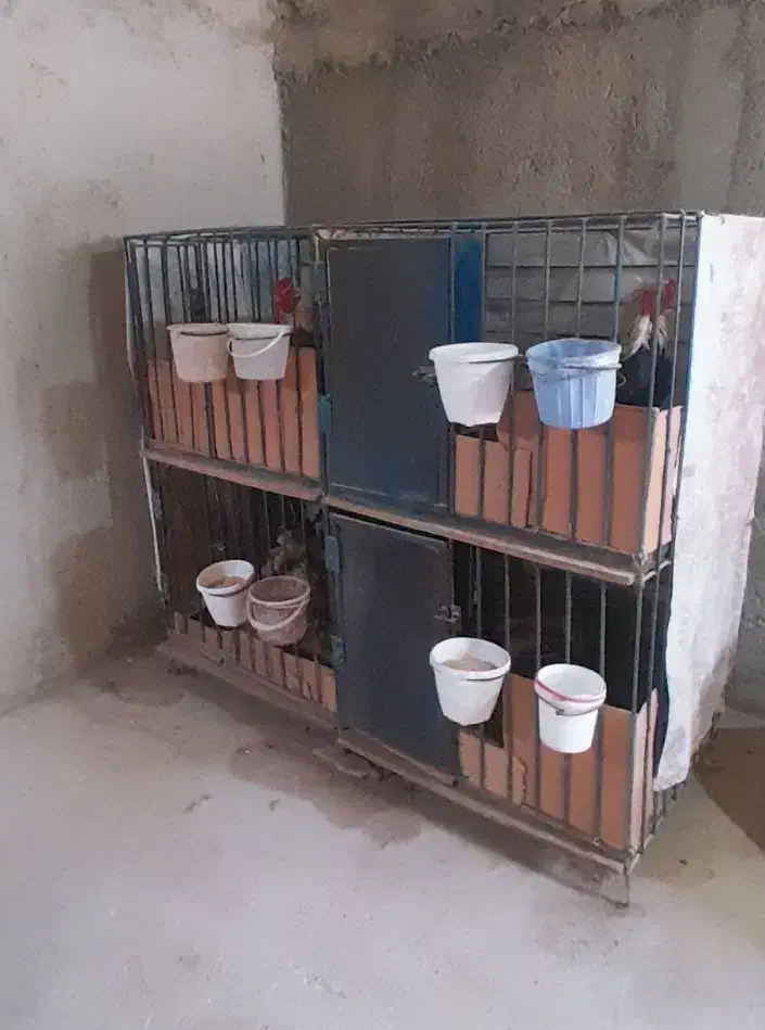 قفس لاری|لوازم جانبی حیوانات|اردبیل, |دیوار