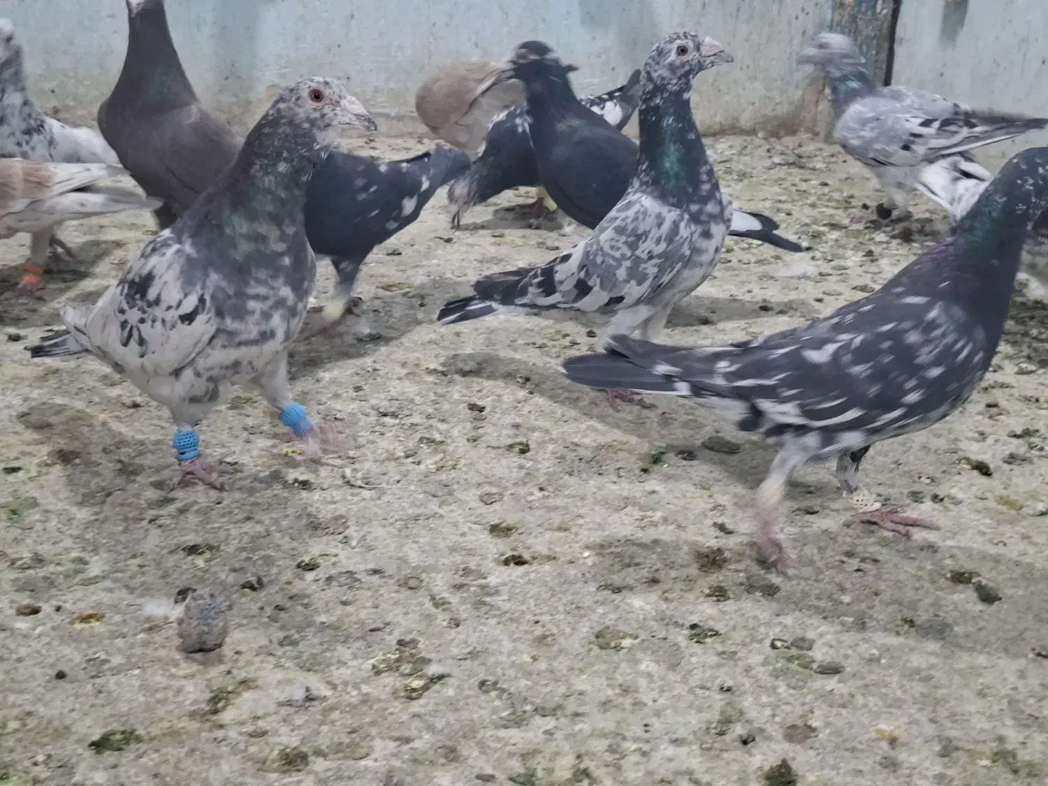 ۲۰ عدد کوهی|پرنده|کارون, |دیوار