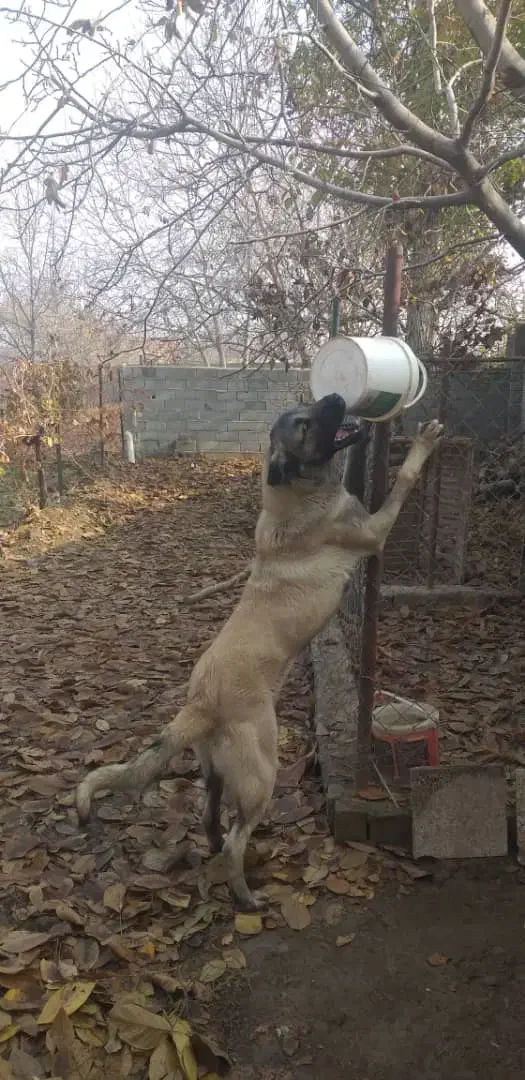 سگ عراقی از باغ دزدیده شده|حیوانات|ارومیه, |دیوار