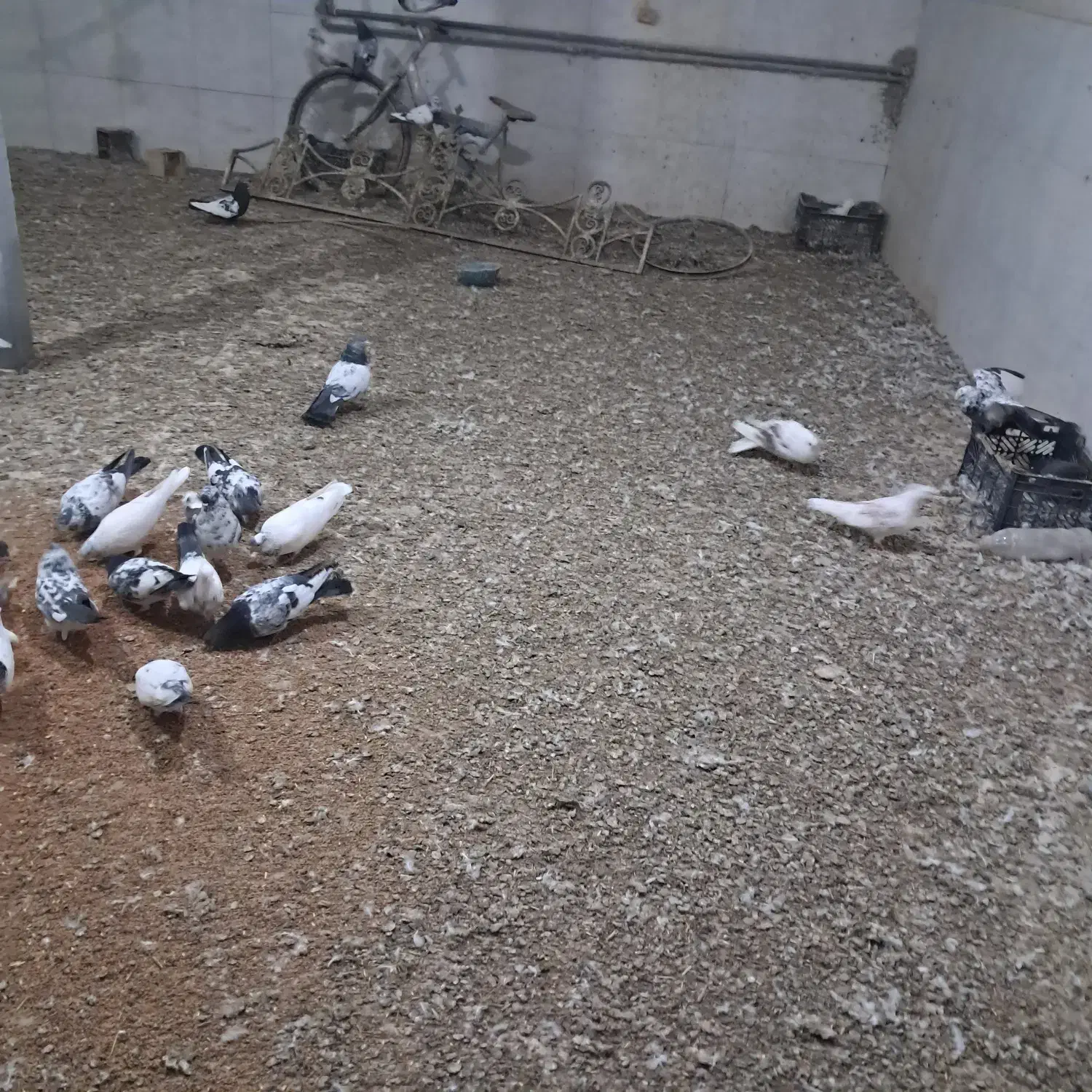 کبوتر|پرنده|مینودشت, |دیوار