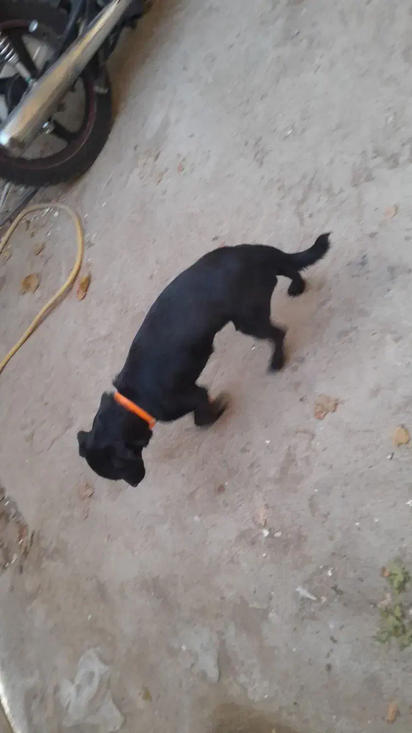 سگ پاکوتاه نر|سگ|سبزوار, ایزی شهر|دیوار