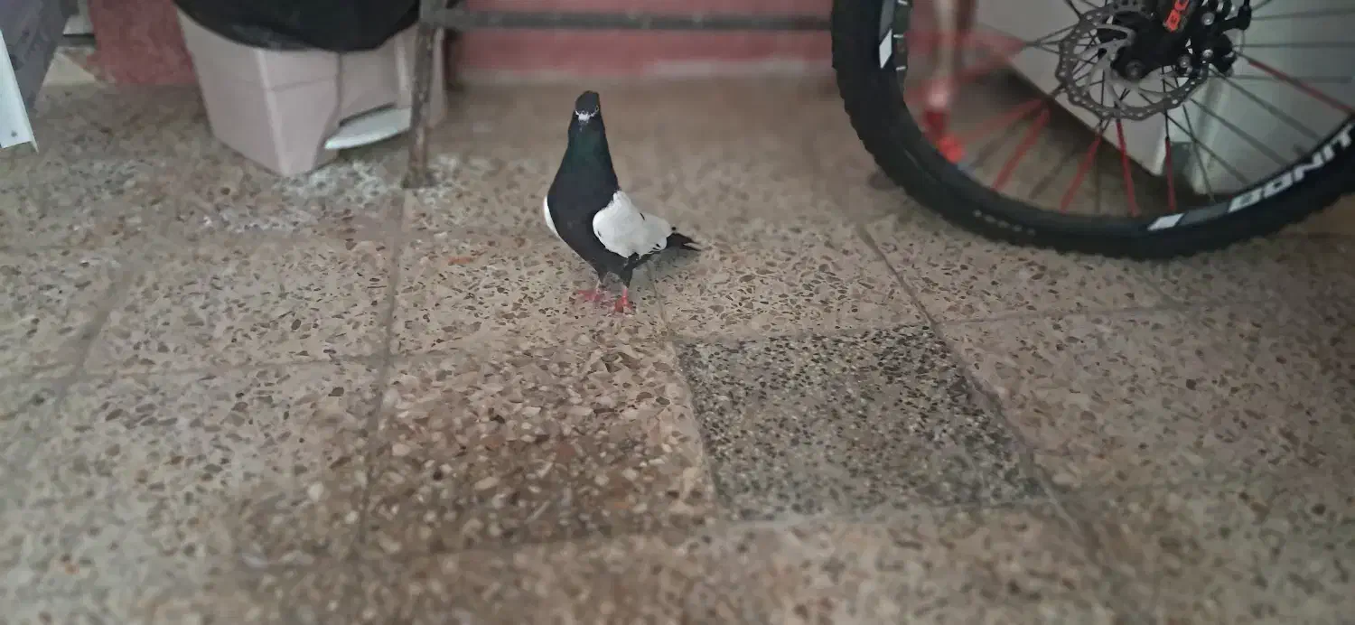 کبوتر|پرنده|اندیمشک, |دیوار