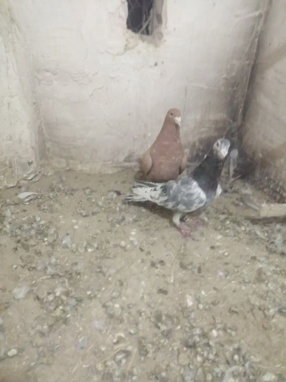 11 عدد کفتر رنگی|پرنده|اسفراین, |دیوار