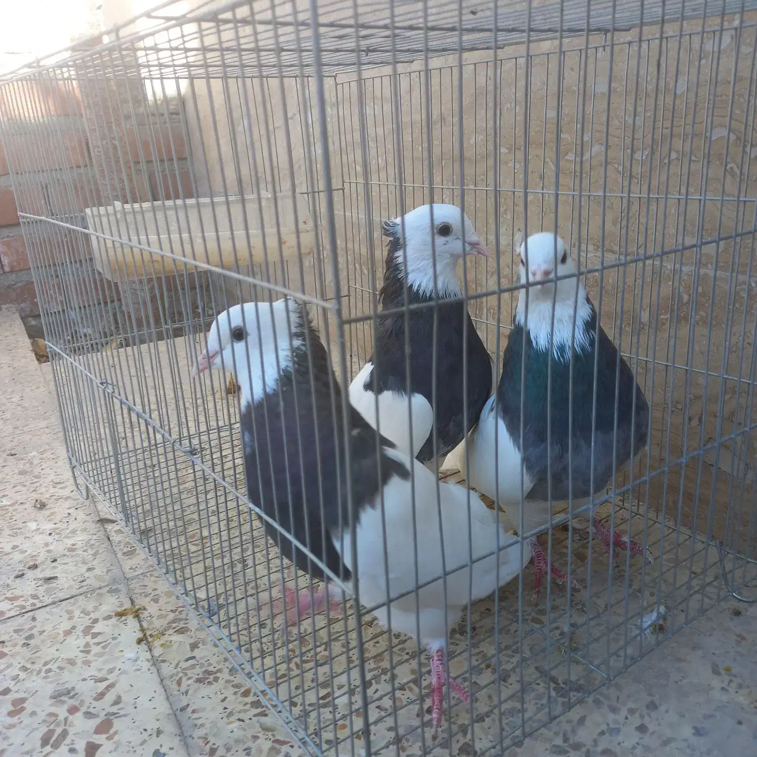 طوقی کلای پالخت|پرنده|رابر, |دیوار