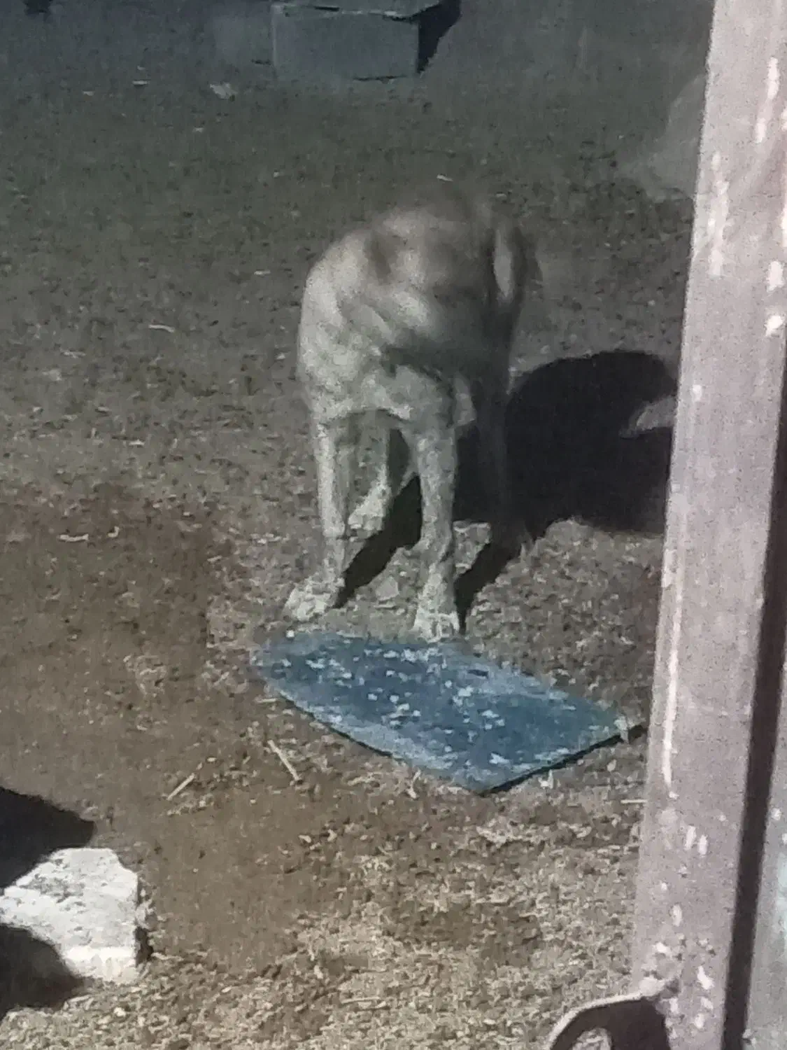 سگ خراسانی|سگ|تربتحیدریه, بهشت عسکری|دیوار