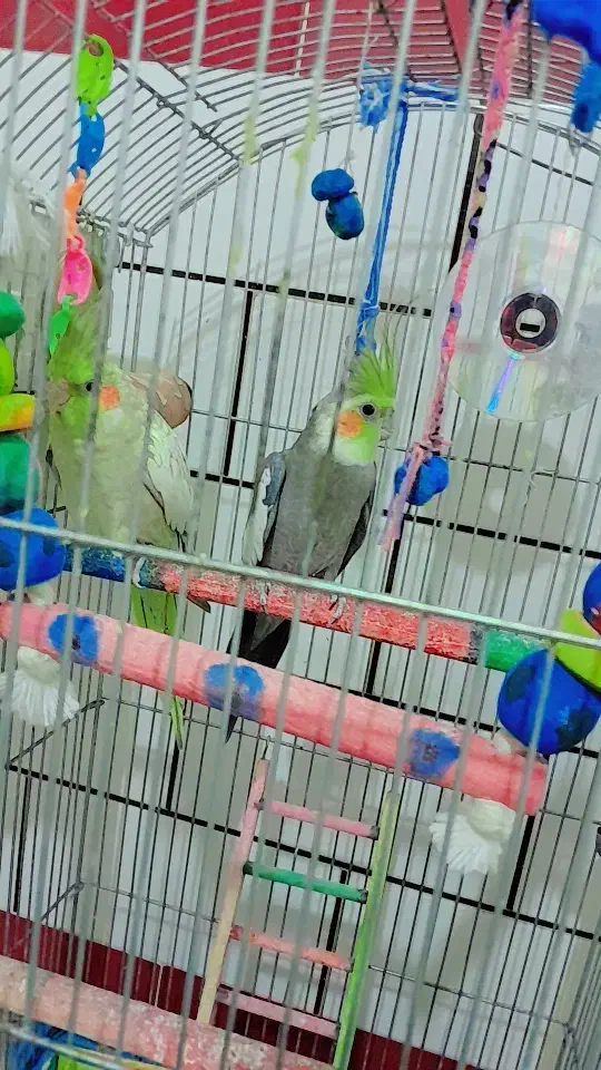 عروس هلندی سخنگو|پرنده|دورود, |دیوار