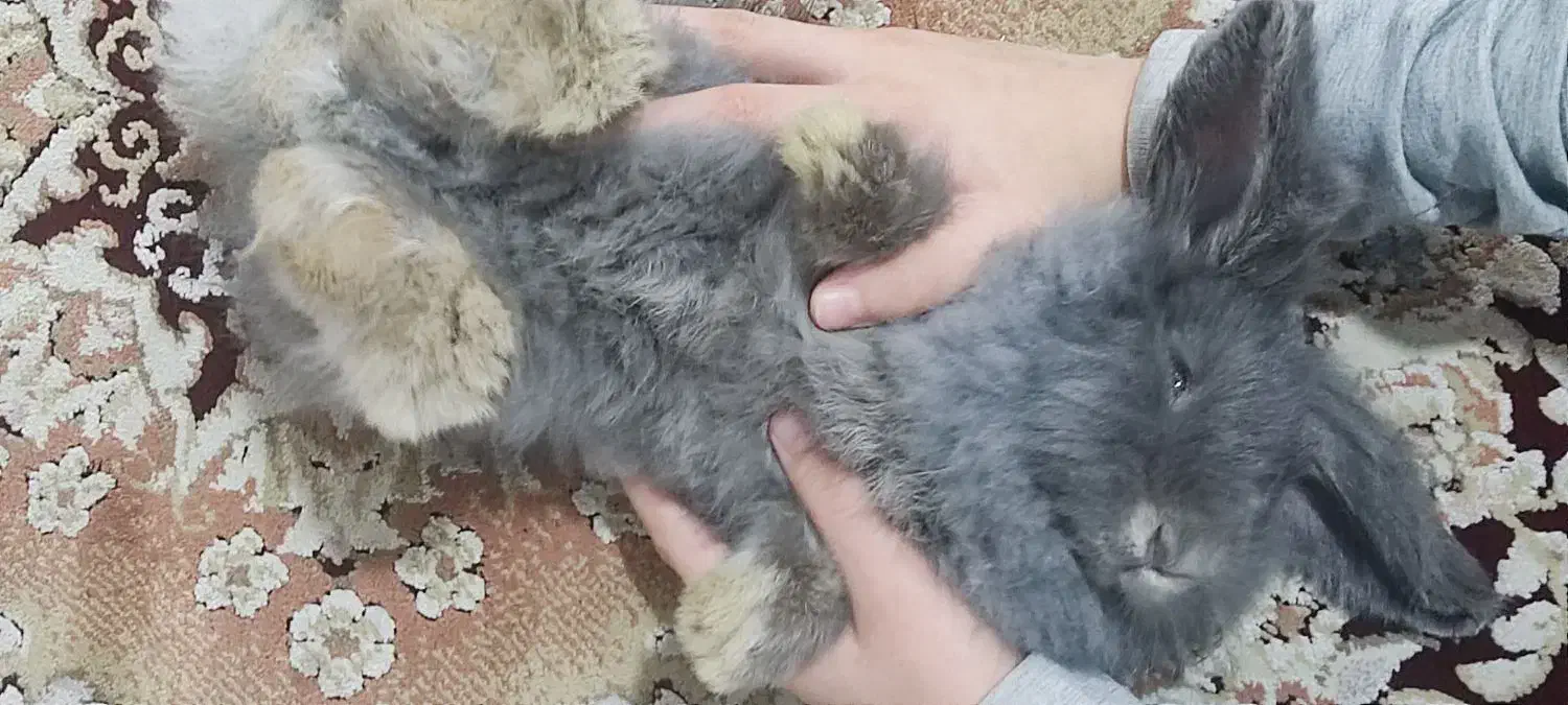 مینی لوپ|موش و خرگوش|نسیم‌شهر, |دیوار