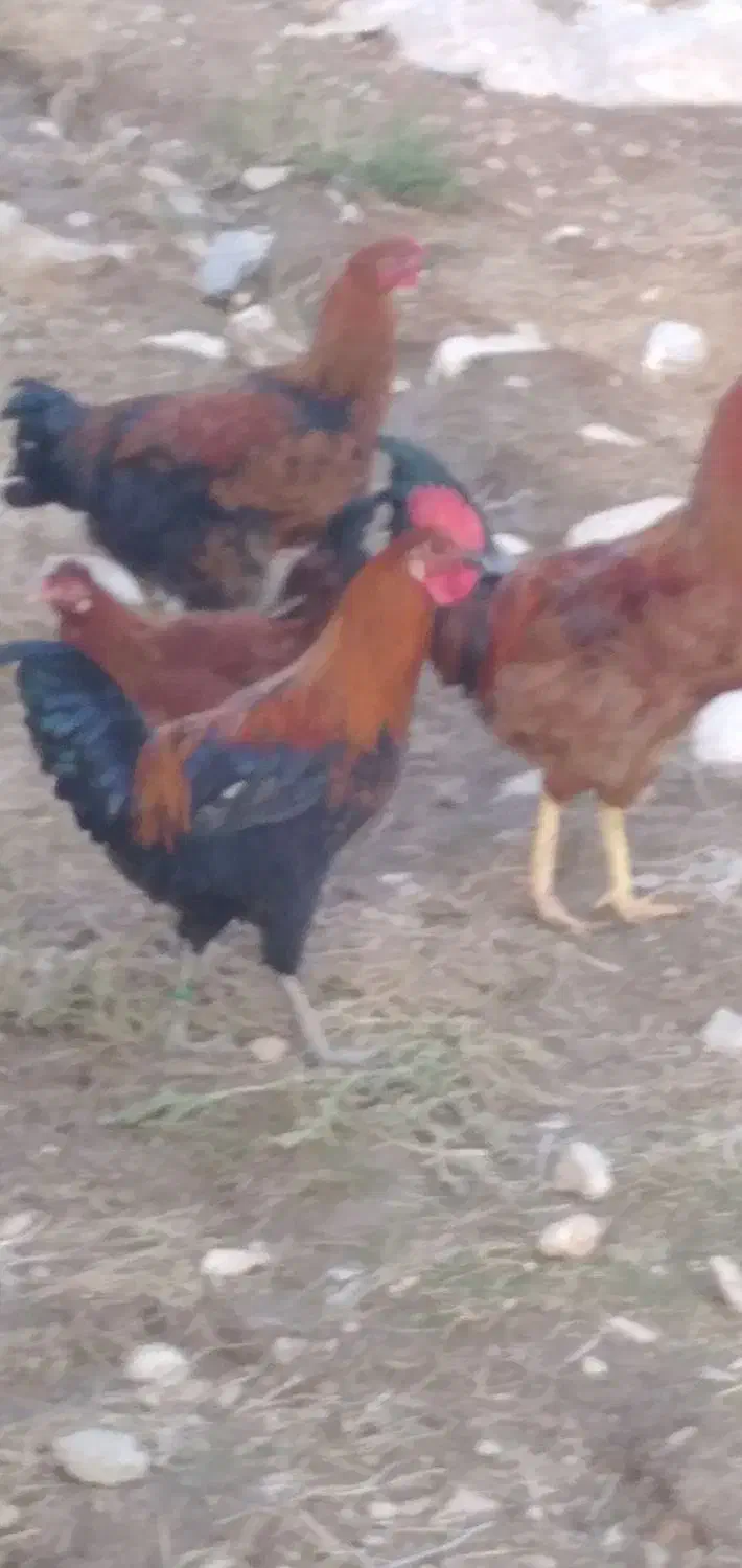 خروس|پرنده|کوهدشت, |دیوار