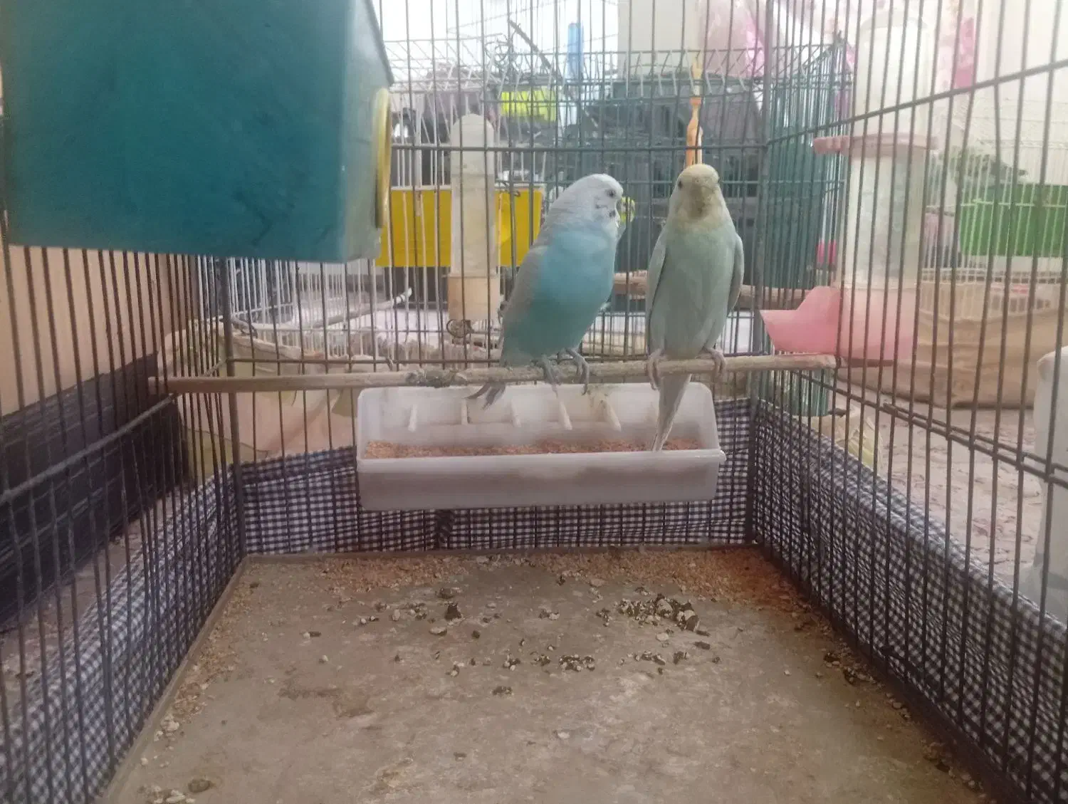 فروش یک جفت مرغ عشق مولد نژاد دار با 2تا جوجه|پرنده|مهدی شهر, |دیوار