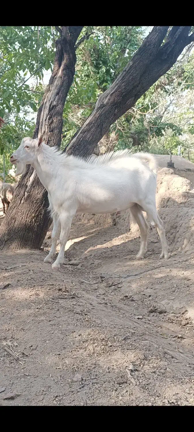 کهره .دوبور|حیوانات مزرعه|بوانات, |دیوار