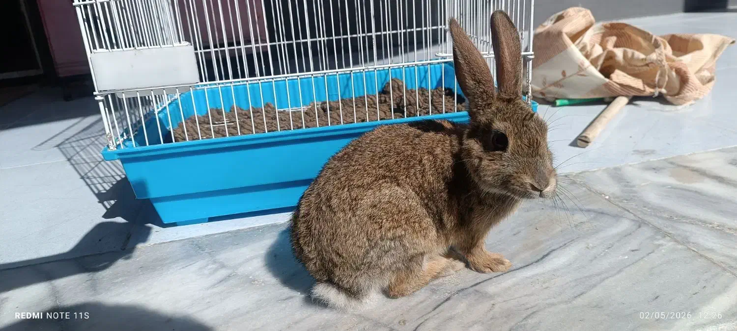 خرگوش هلندی|موش و خرگوش|رامهرمز, |دیوار