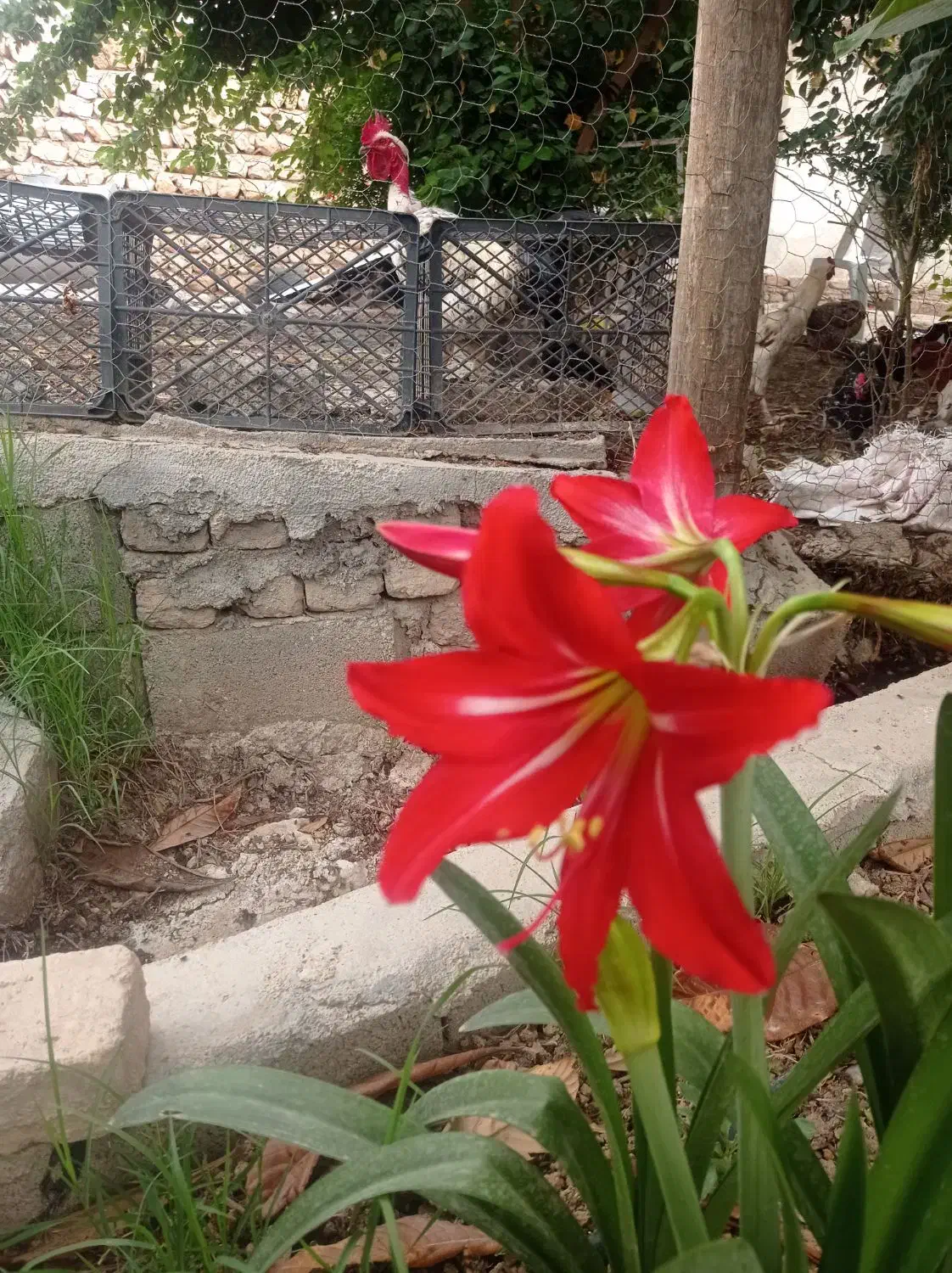 خانه ویلایی اجاره ای درسراب قلعه شاهین|اجارهٔ خانه و ویلا|قلعه شاهین, |دیوار