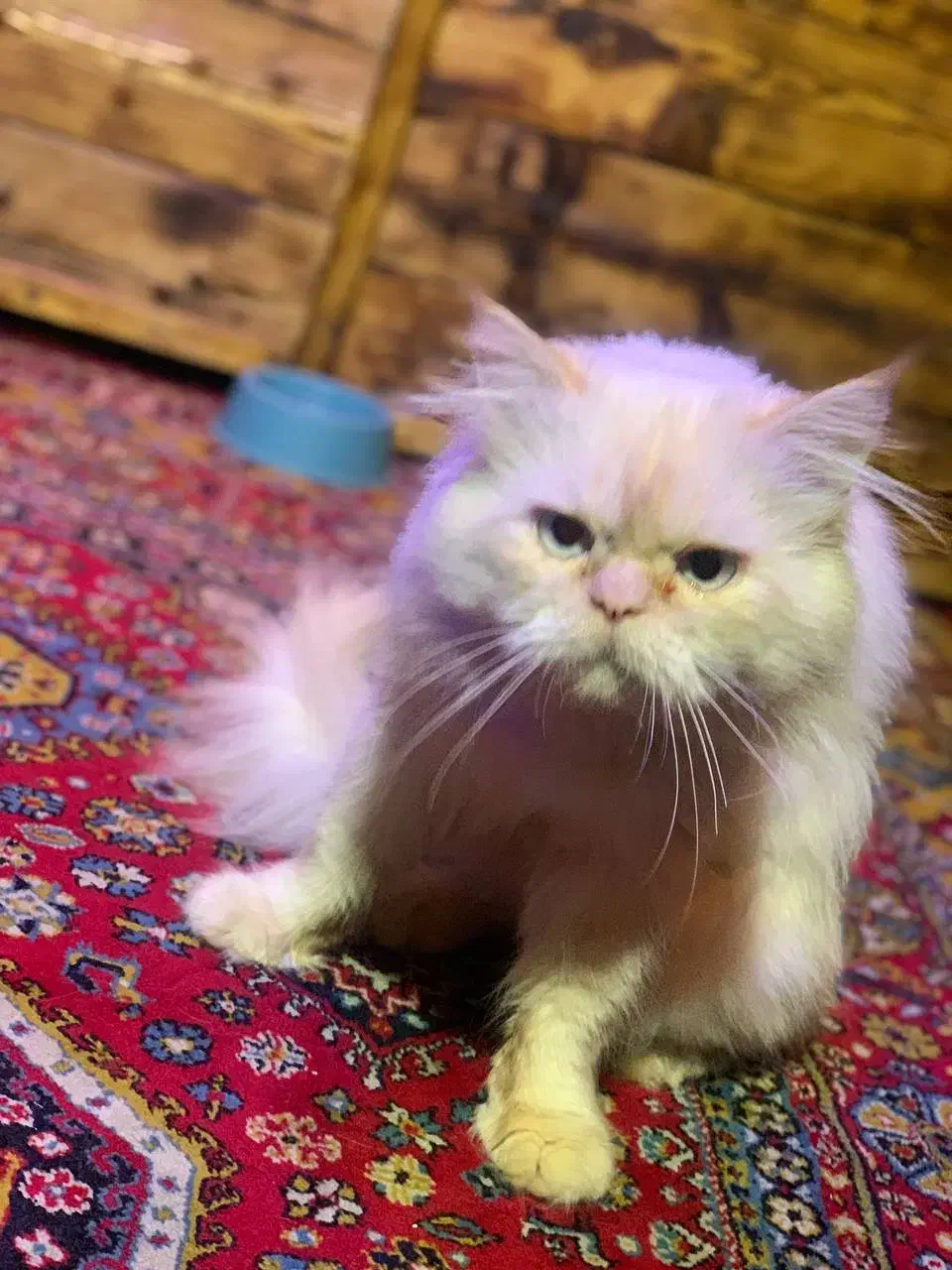 گربه پرشین اصل نر|گربه|رشت, باهنر|دیوار