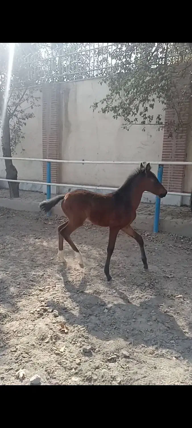 کره دره شور سه ماهه|اسب و تجهیزات اسبسواری|فردوسیه, |دیوار