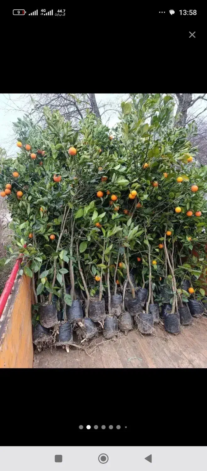 نهال مرکبات نارنگی|خدمات باغبانی و درختکاری|بندرعباس, |دیوار